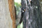 PICTURES/Woods Canyon Lake/t_Woodpecker2.JPG